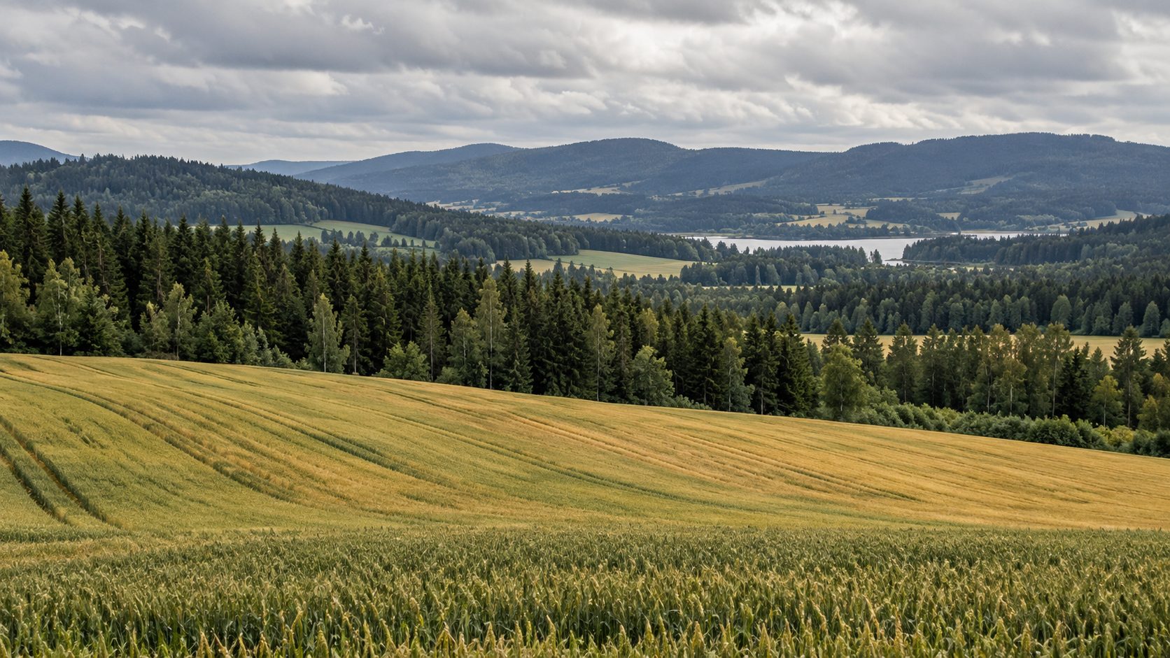 Åkerlandskap med skog i bakgrunnen