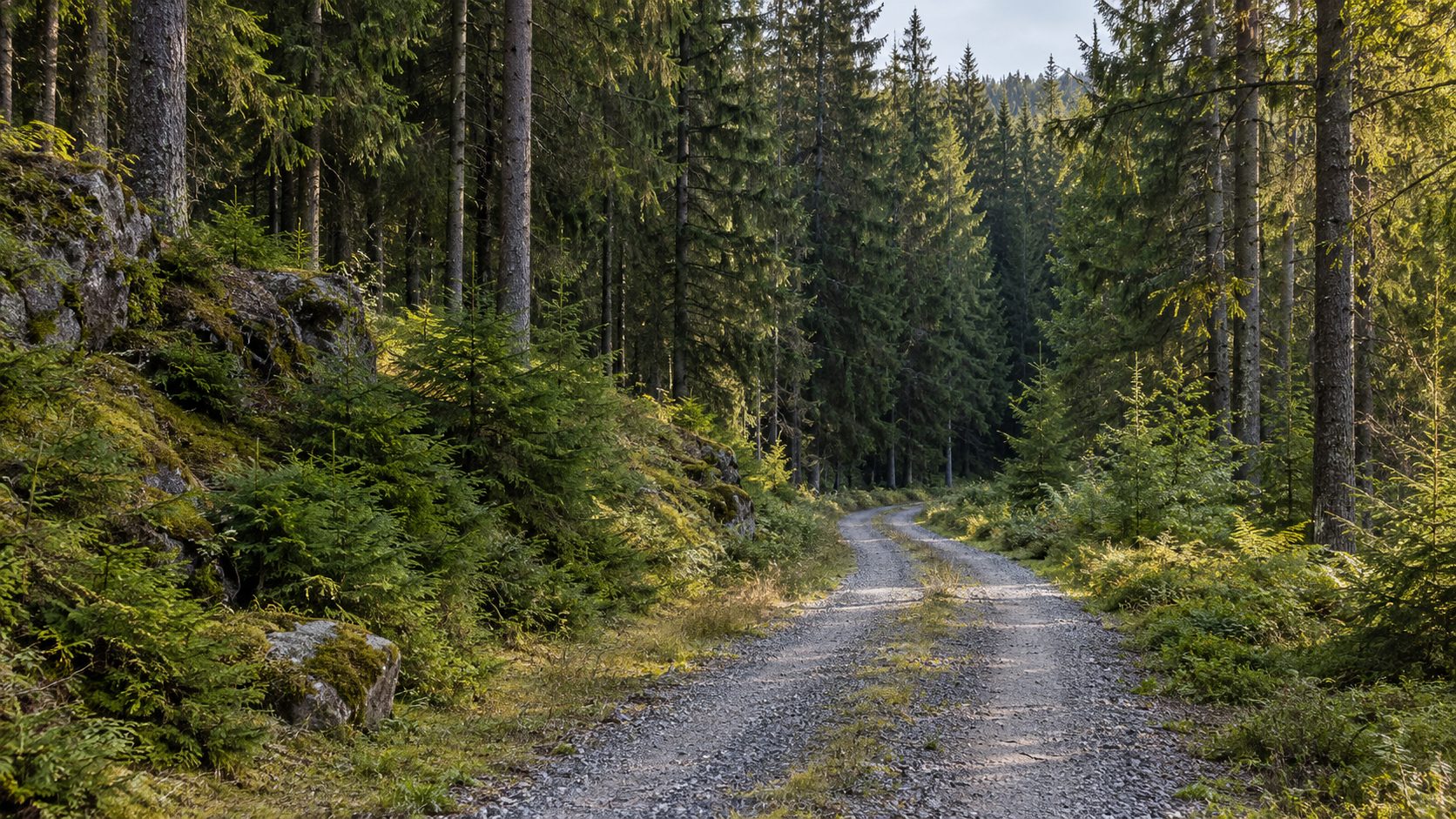 Skogsvei gjennom norsk granskog